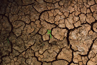 a plant sprouts out of the cracks of a dry, cracked surface