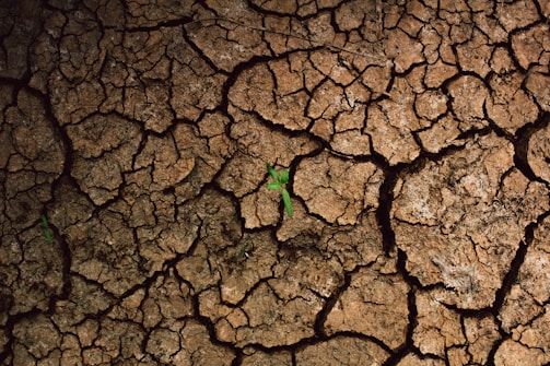 a plant sprouts out of the cracks of a dry, cracked surface