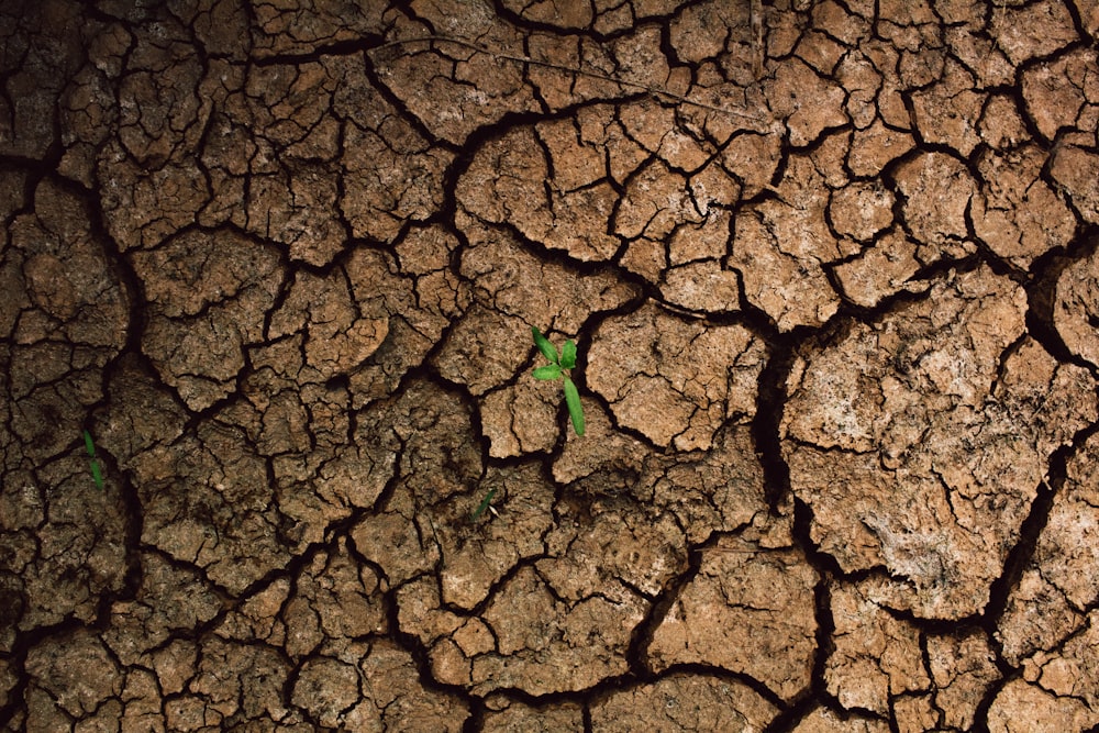 uma planta brota das rachaduras de uma superfície seca e rachada