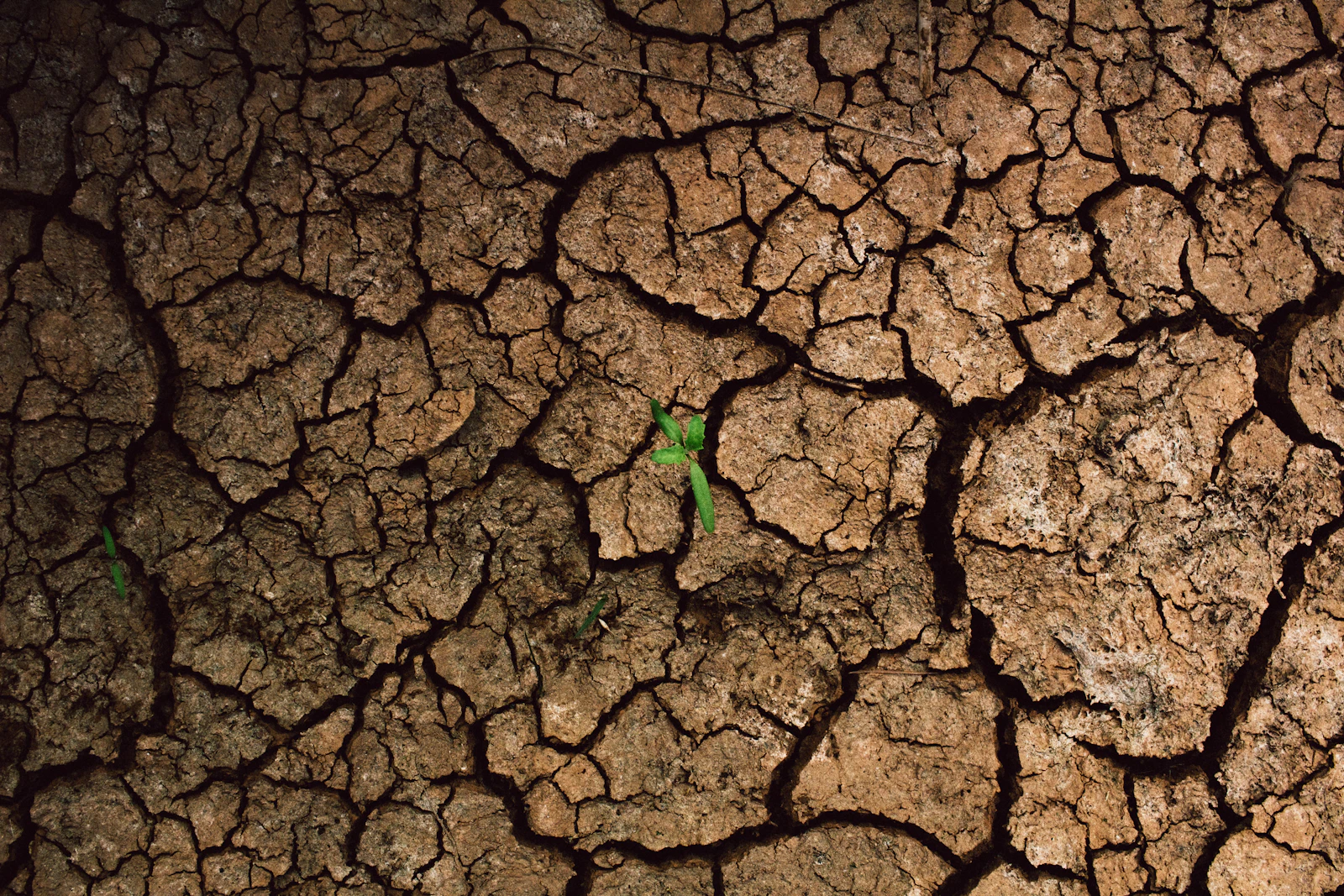 A seedling growing out of cracked earth