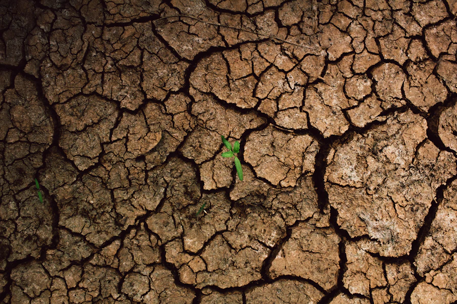 A seedling growing out of cracked earth