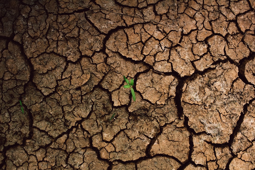 a plant sprouts out of the cracks of a dry, cracked surface
