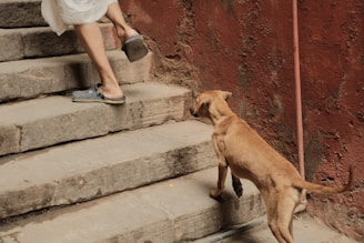 a brown dog standing on top of steps next to a person