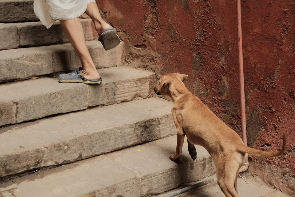 a brown dog standing on top of steps next to a person