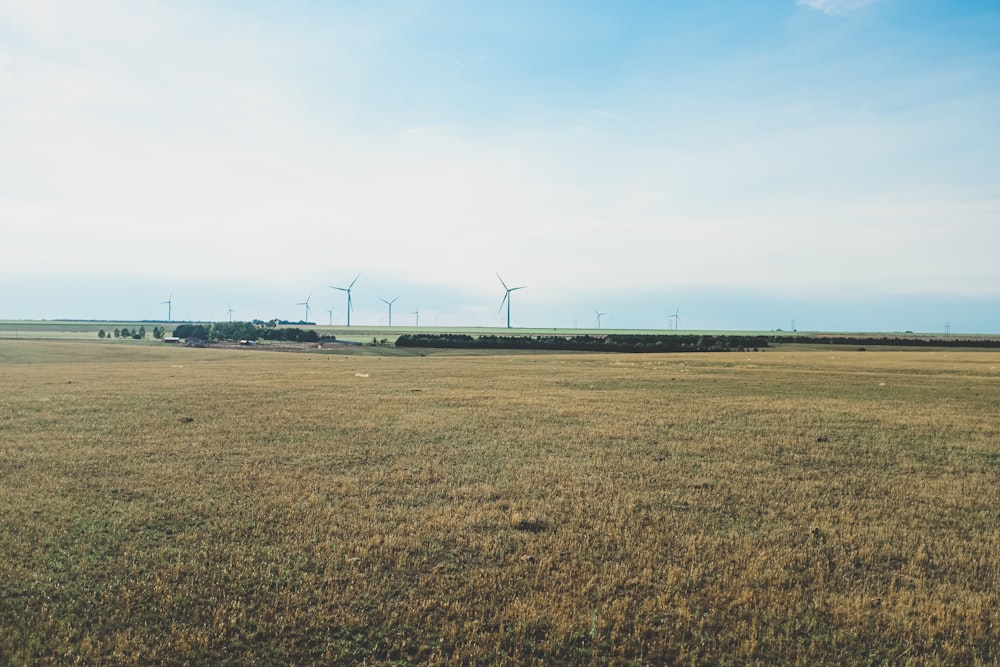 a grassy field with wind turbines in the distance