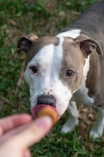 A dog with a brown and white coat is licking a treat held by a human hand. The scene takes place outdoors on grass.