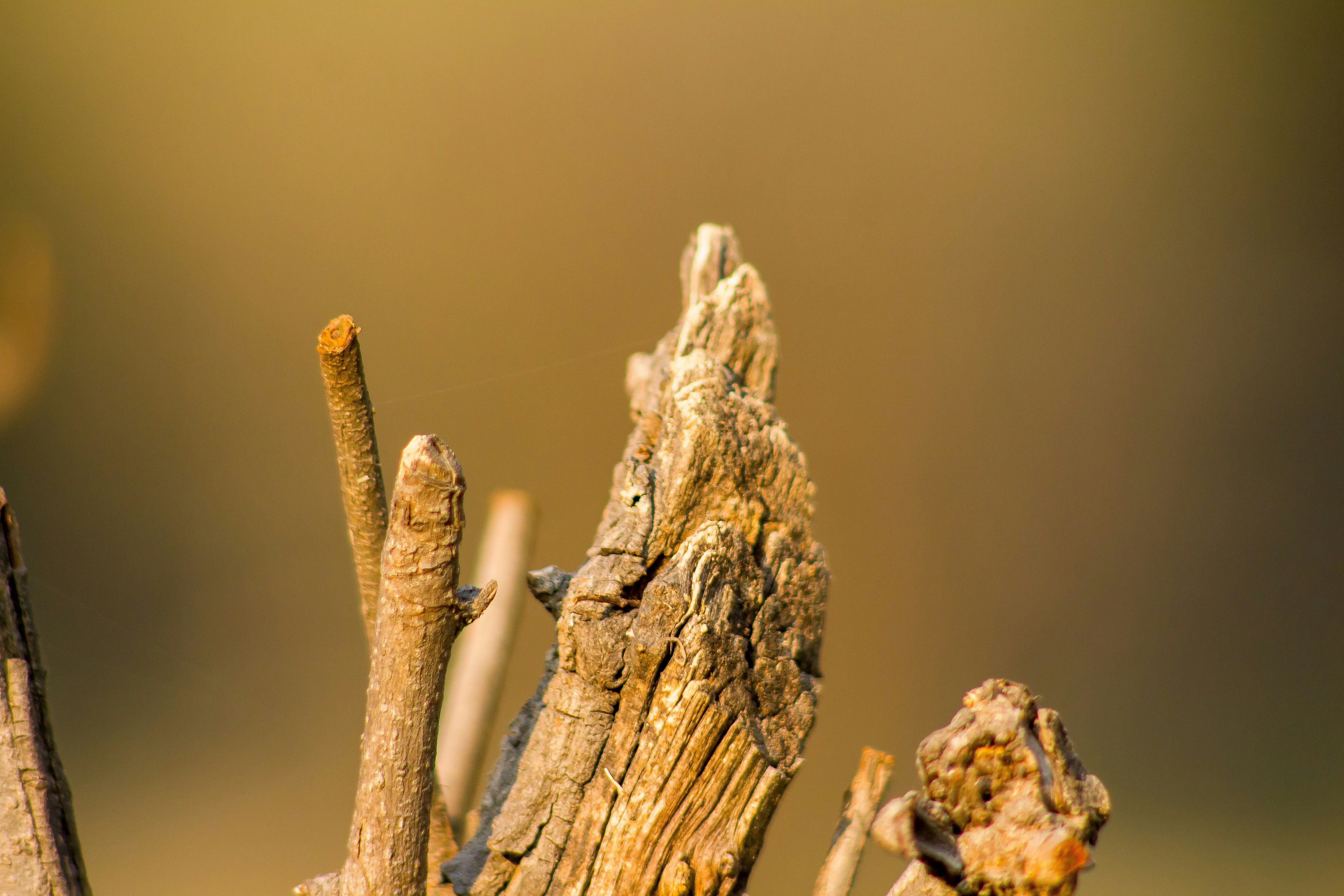 a small bird perched on top of a piece of wood