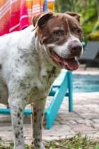 A friendly dog with brown and white fur stands near a turquoise lounge chair. The background features a swimming pool and colorful towels with stripes hanging nearby.