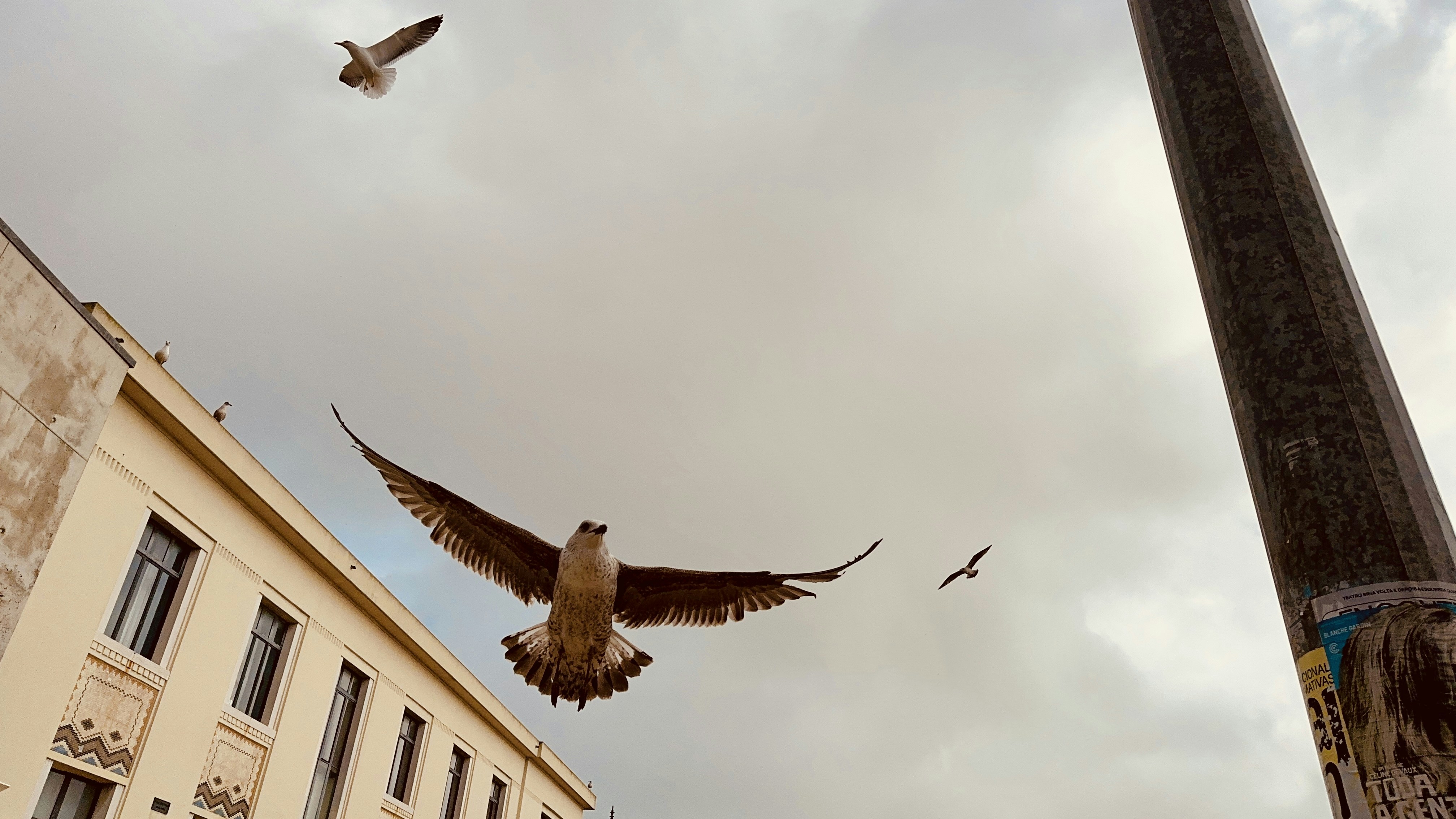 bird flight diverters