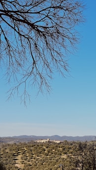 A vast landscape with an olive grove in the foreground, leading to a distant structure nestled among rolling hills. Bare tree branches stretch into the sky from the upper left corner, adding a delicate texture against the clear blue sky.