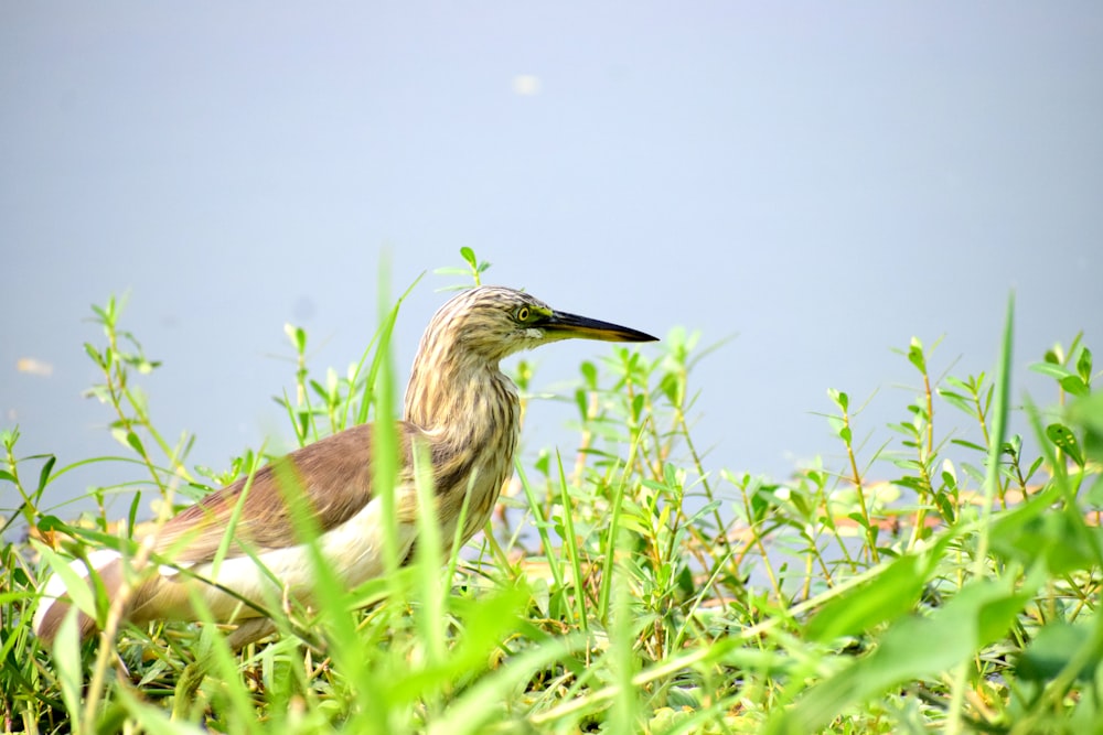 a bird is standing in the tall grass