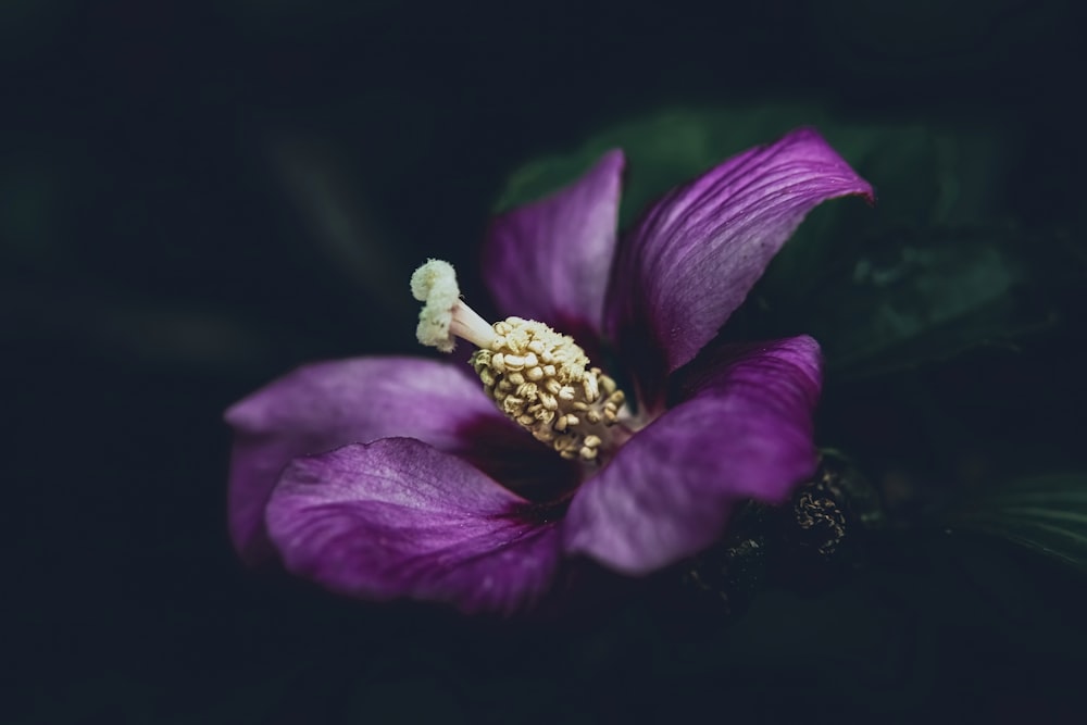 a close up of a purple flower with green leaves