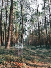 Close-up of a well-marked plot boundary surrounded by tall pine trees.