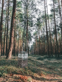 Close-up of a well-marked plot boundary surrounded by tall pine trees.