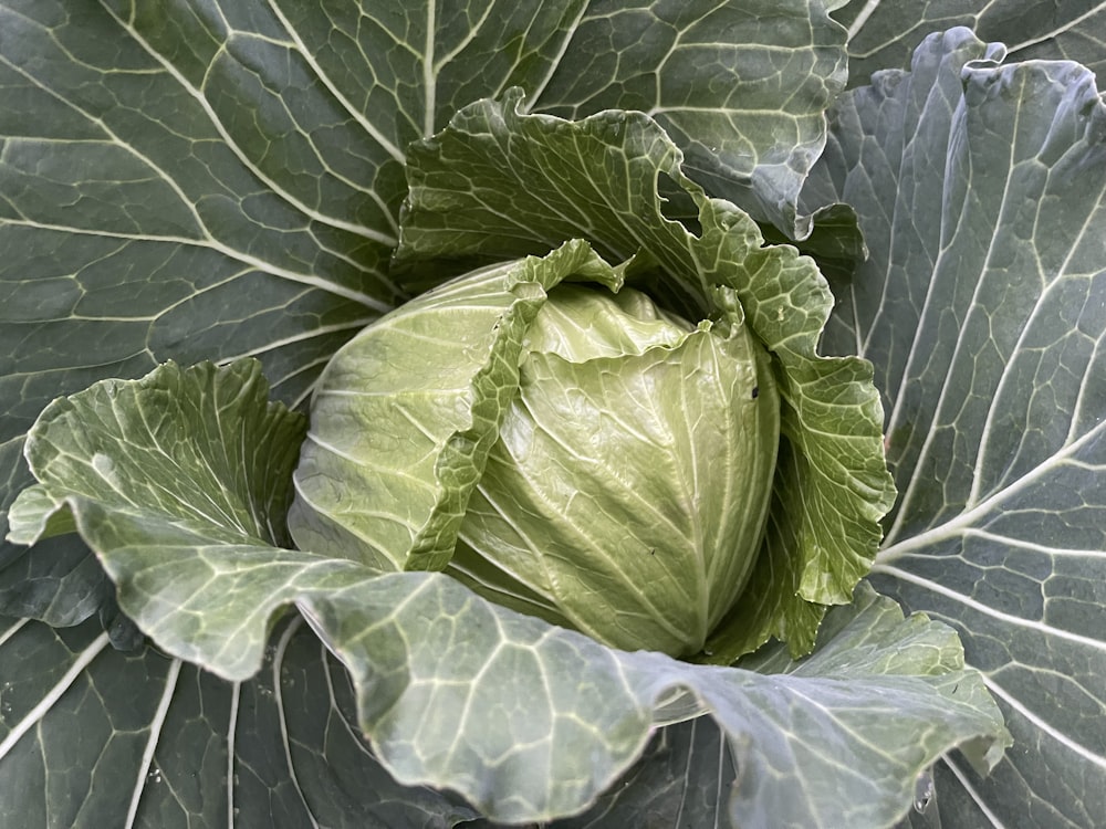 a close up of a head of cabbage