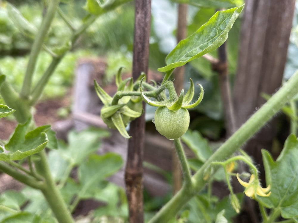 a close up of a plant with green leaves