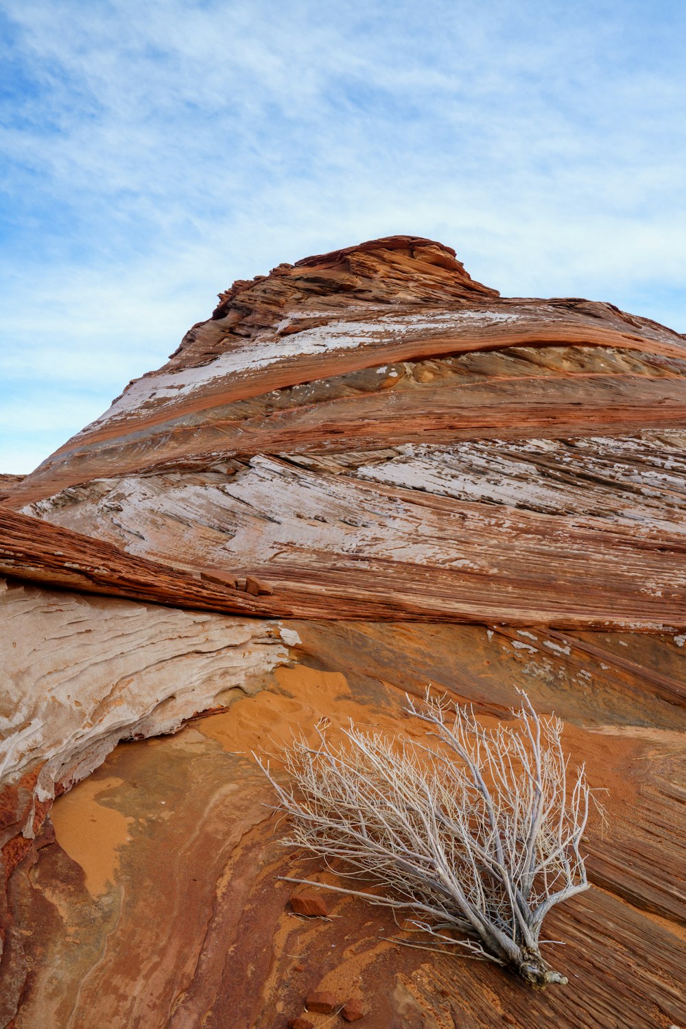 a lone tree grows in the sand at the base of a cliff