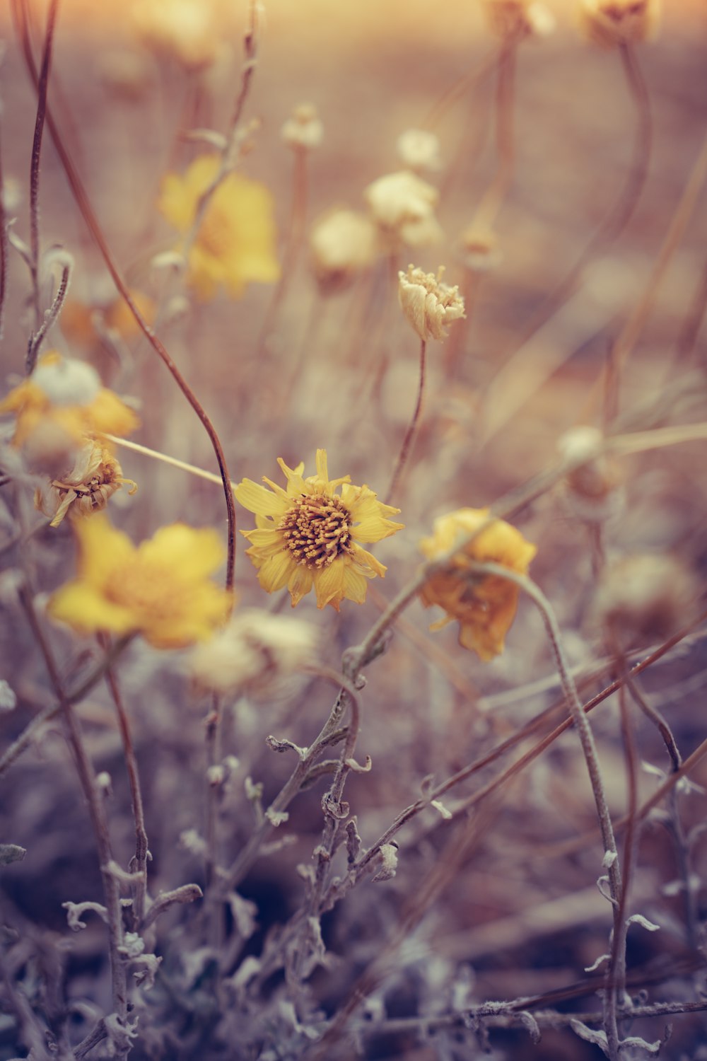 un ramo de flores que están en la hierba