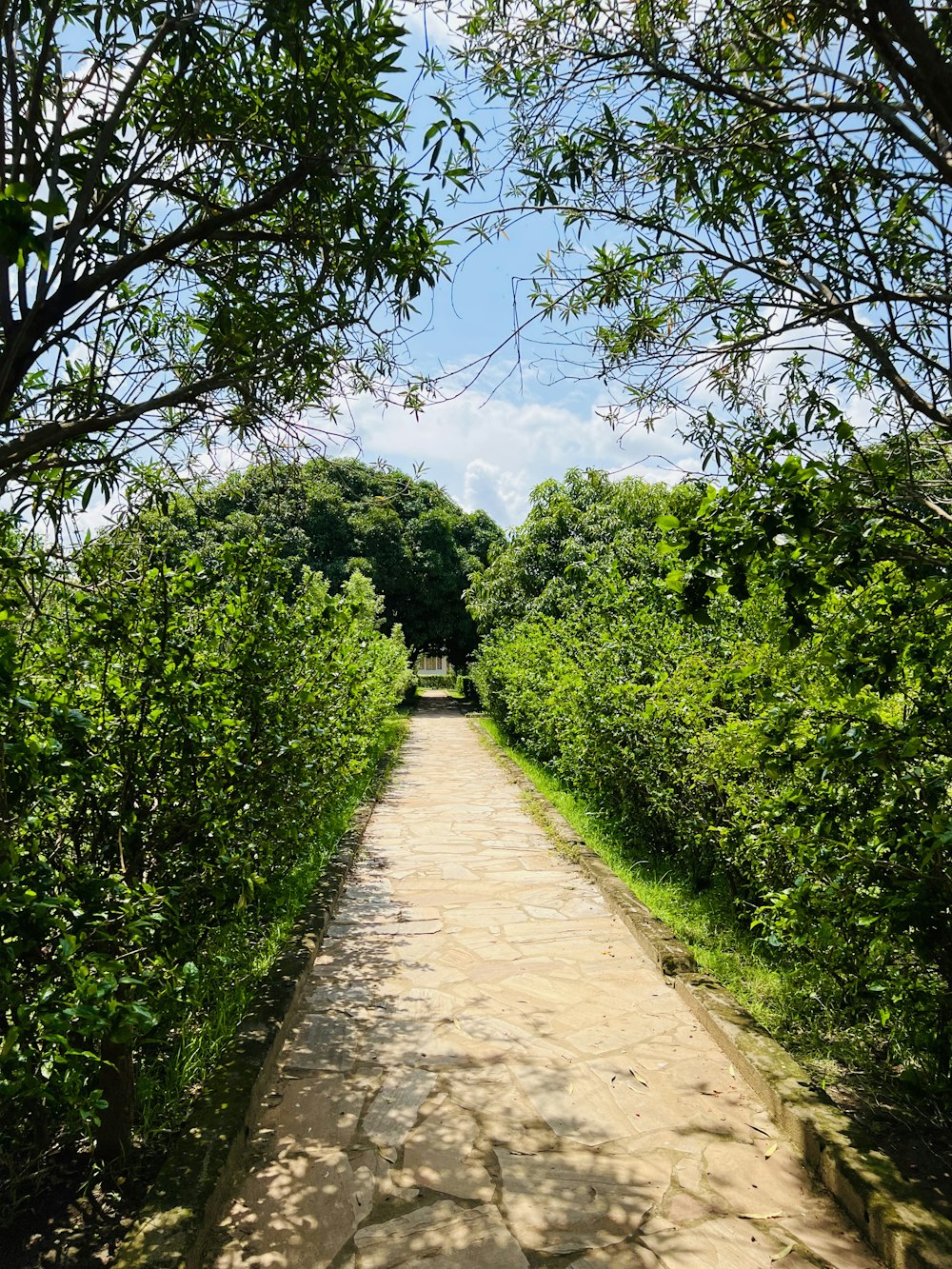 a dirt path surrounded by trees and bushes