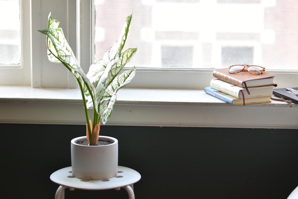 a potted plant sitting next to a window sill