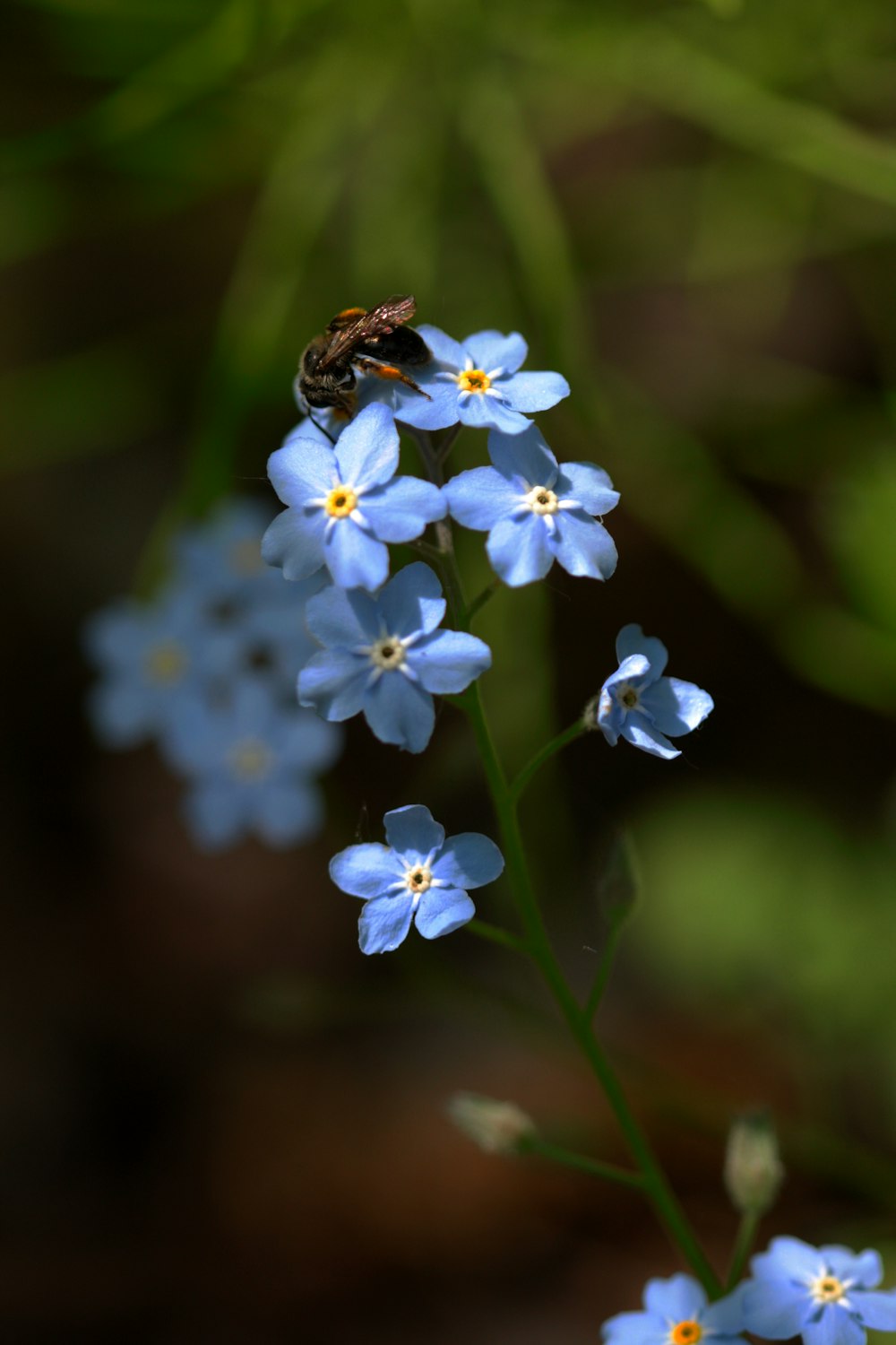 a blue flower with a bee on it