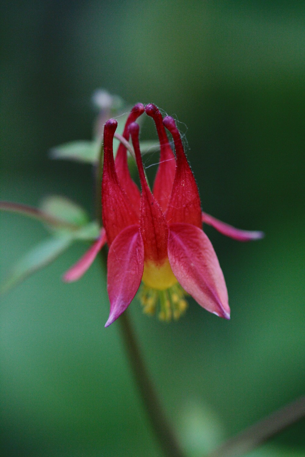 a close up of a flower with a blurry background