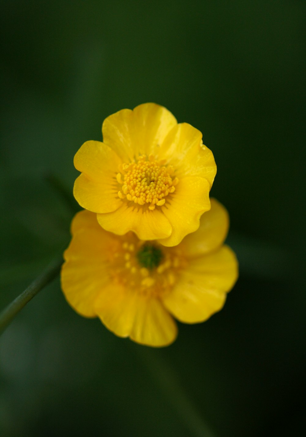 a yellow flower with a green background