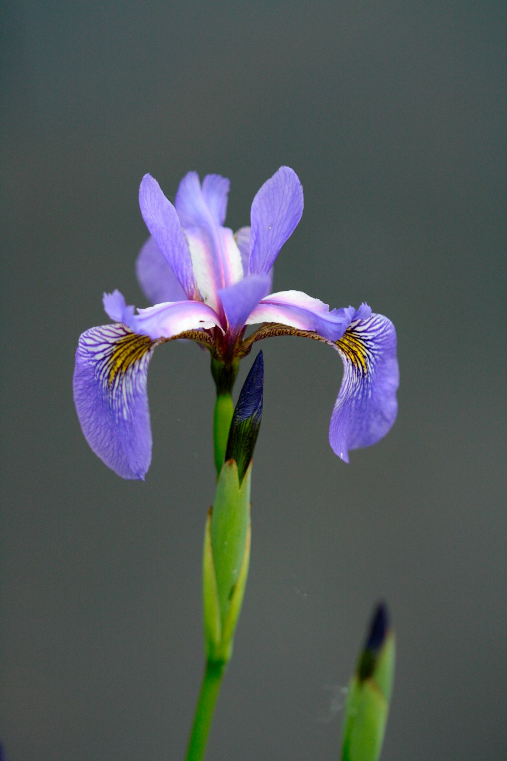 a single purple flower with a green stem