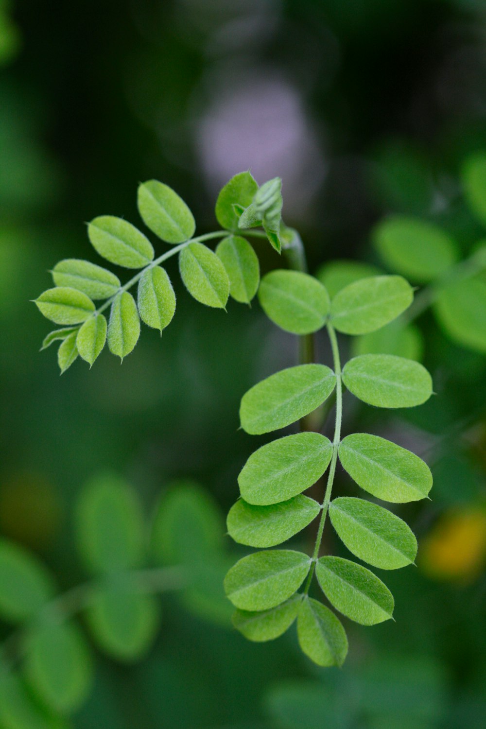 a close up of a green leaf on a tree