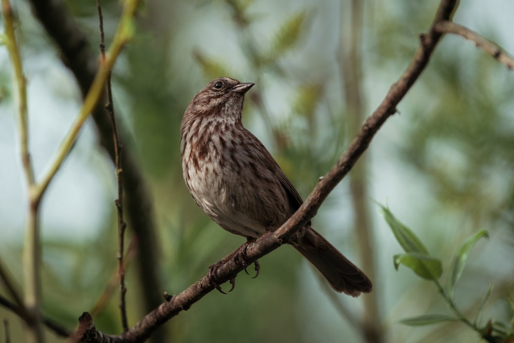 a bird sitting on a branch of a tree