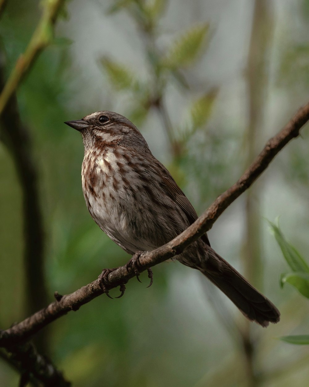 a brown and white bird sitting on top of a tree branch