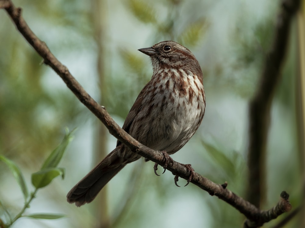 a brown and white bird sitting on top of a tree branch