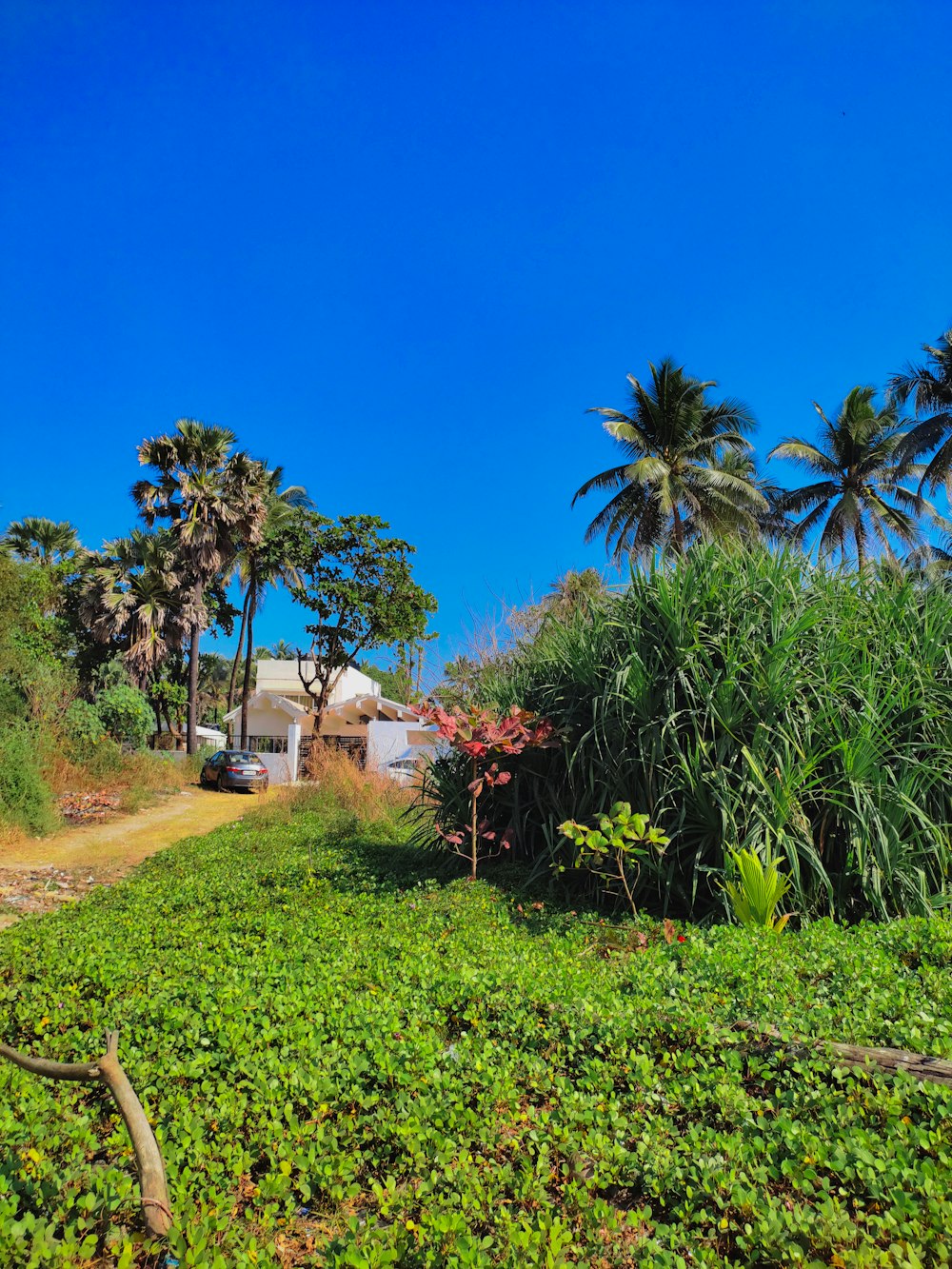 a lush green field with a house in the background