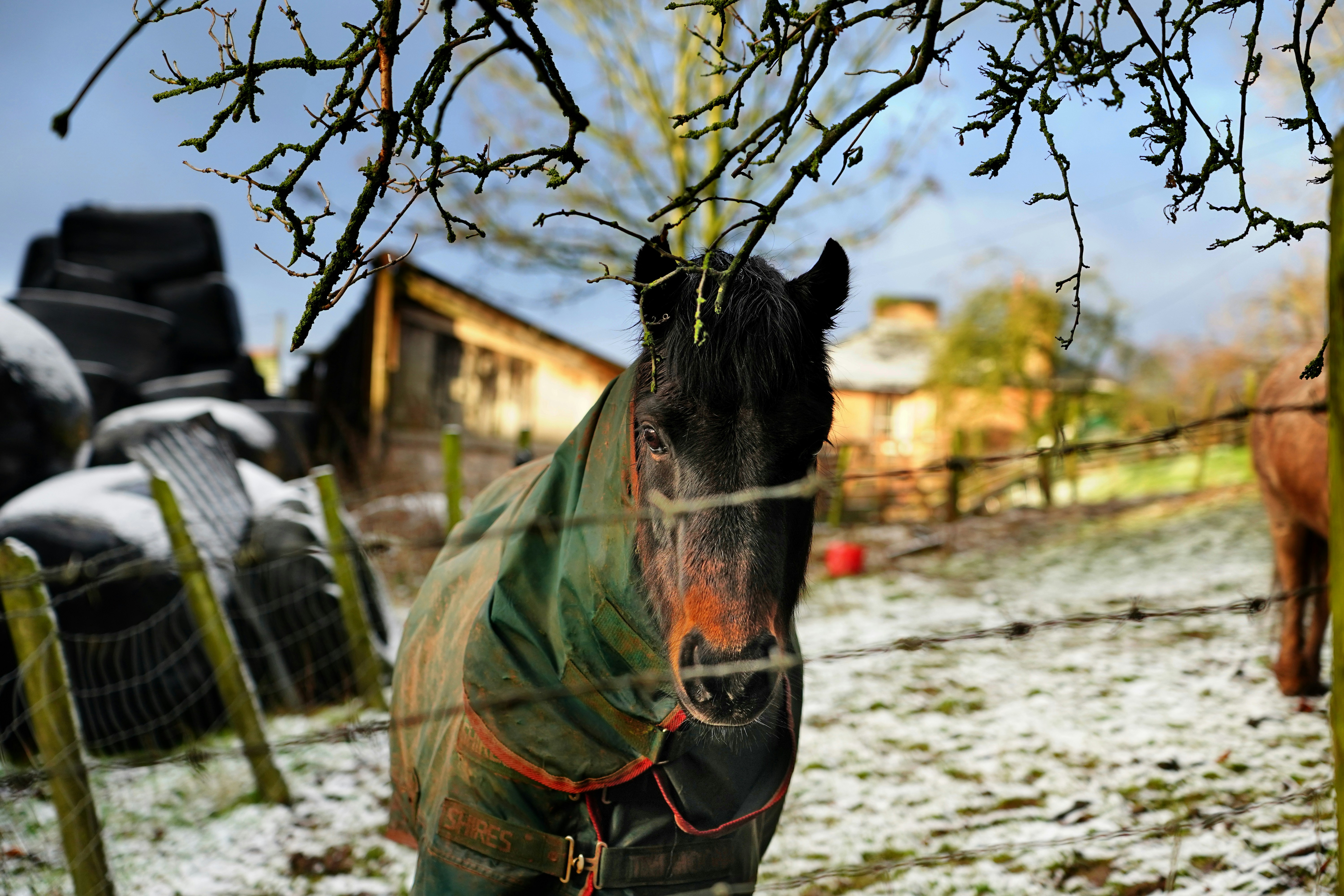 a horse covered in a blanket standing next to a fence