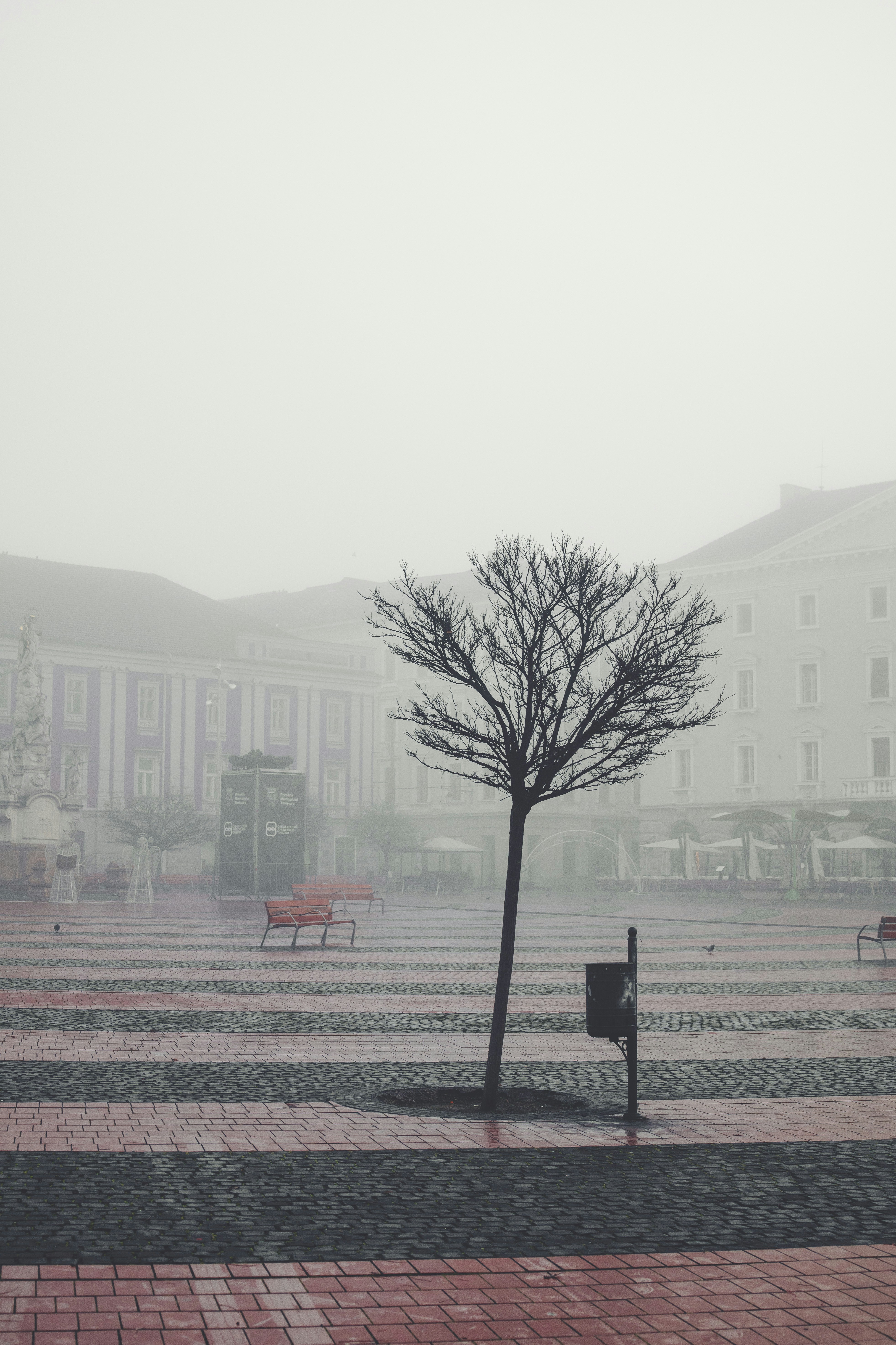 Un árbol solitario en medio de una plaza
