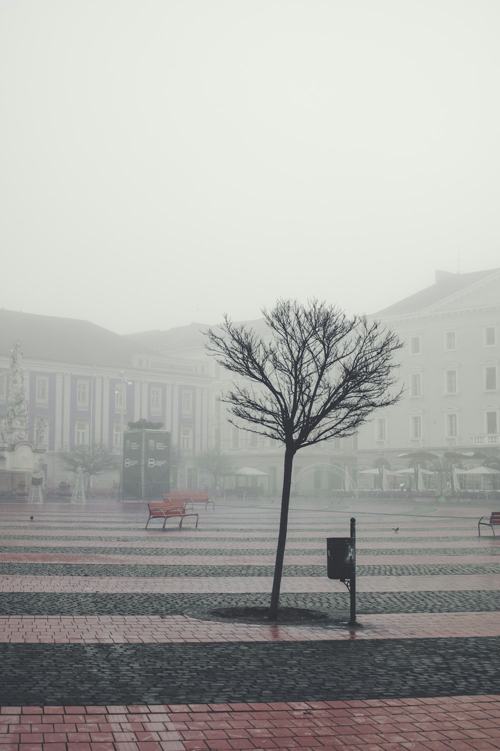 a lone tree in the middle of a plaza