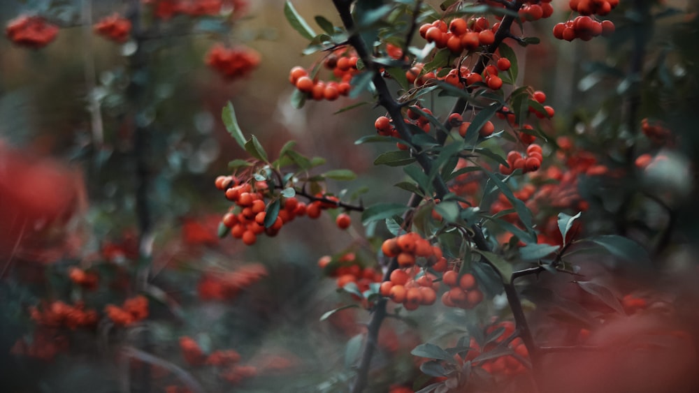 a bunch of berries that are on a tree