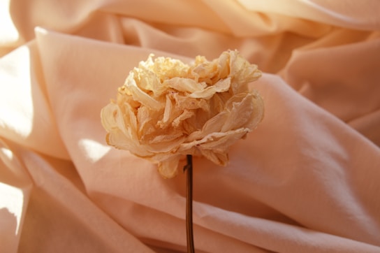 a flower that is sitting on a cloth