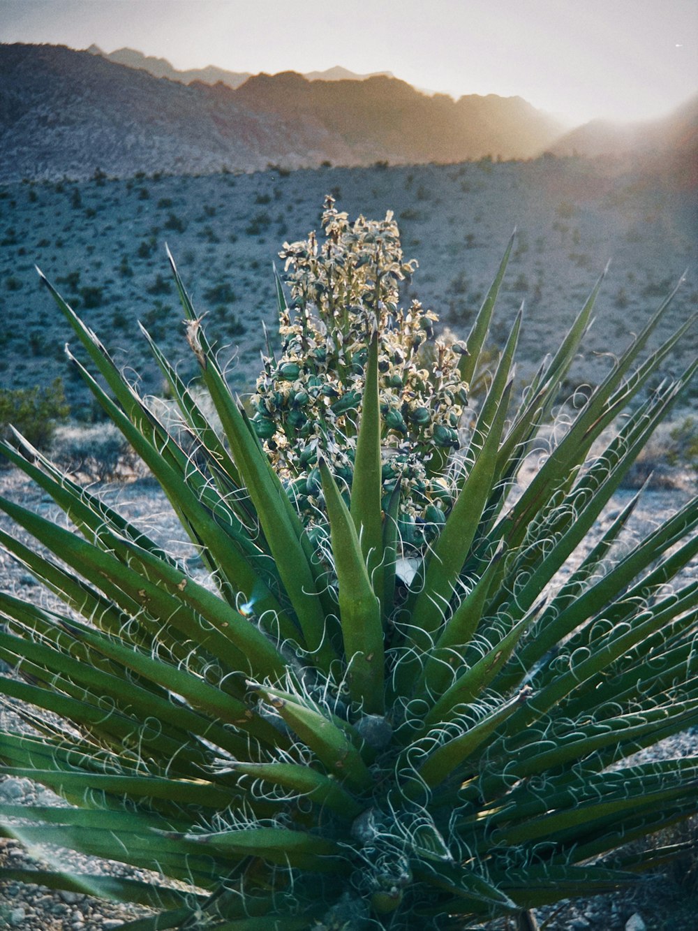 a large green plant in the middle of a desert