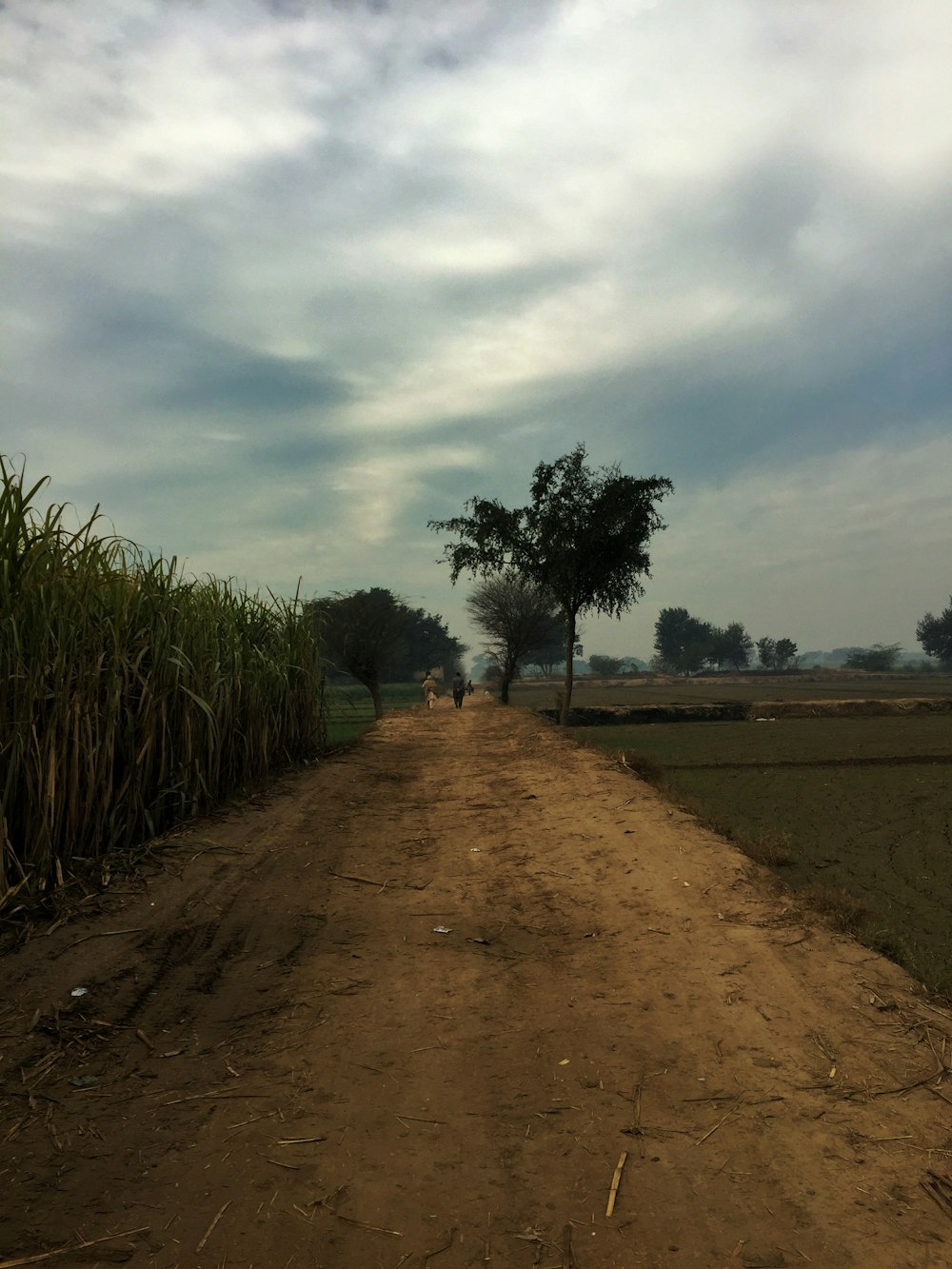 un chemin de terre avec un arbre sur le côté