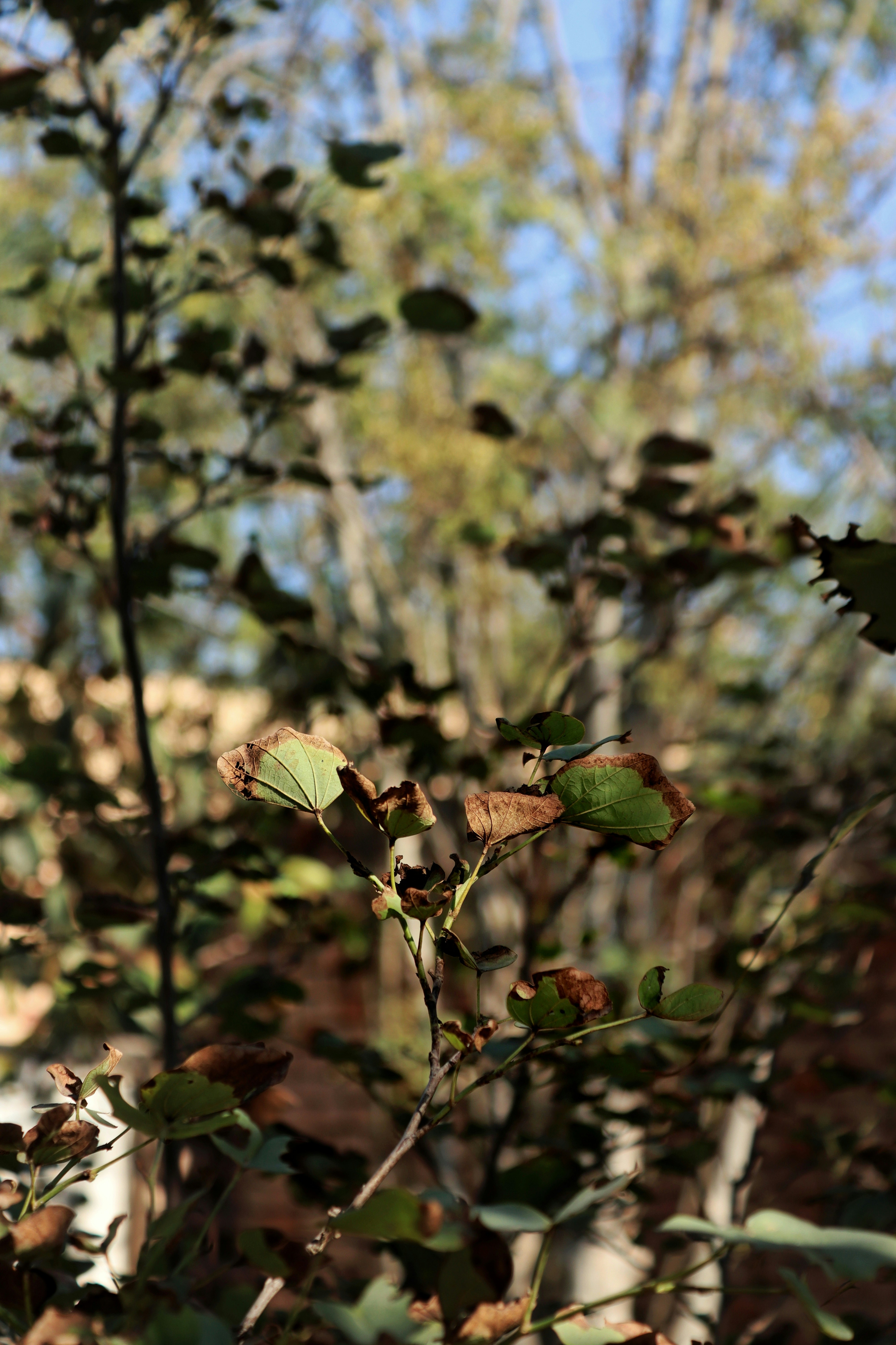 Photo by drphotographer152