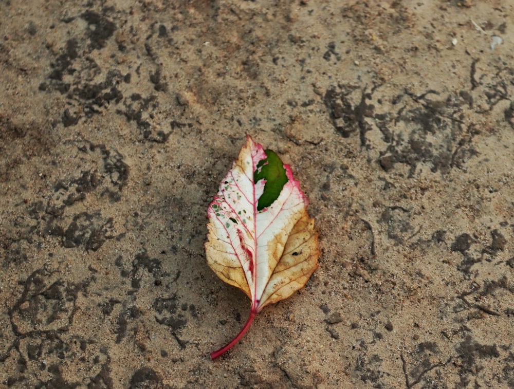 a leaf that is laying on the ground