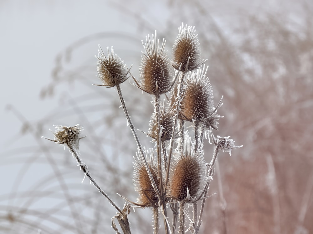 a close up of a plant with frost on it