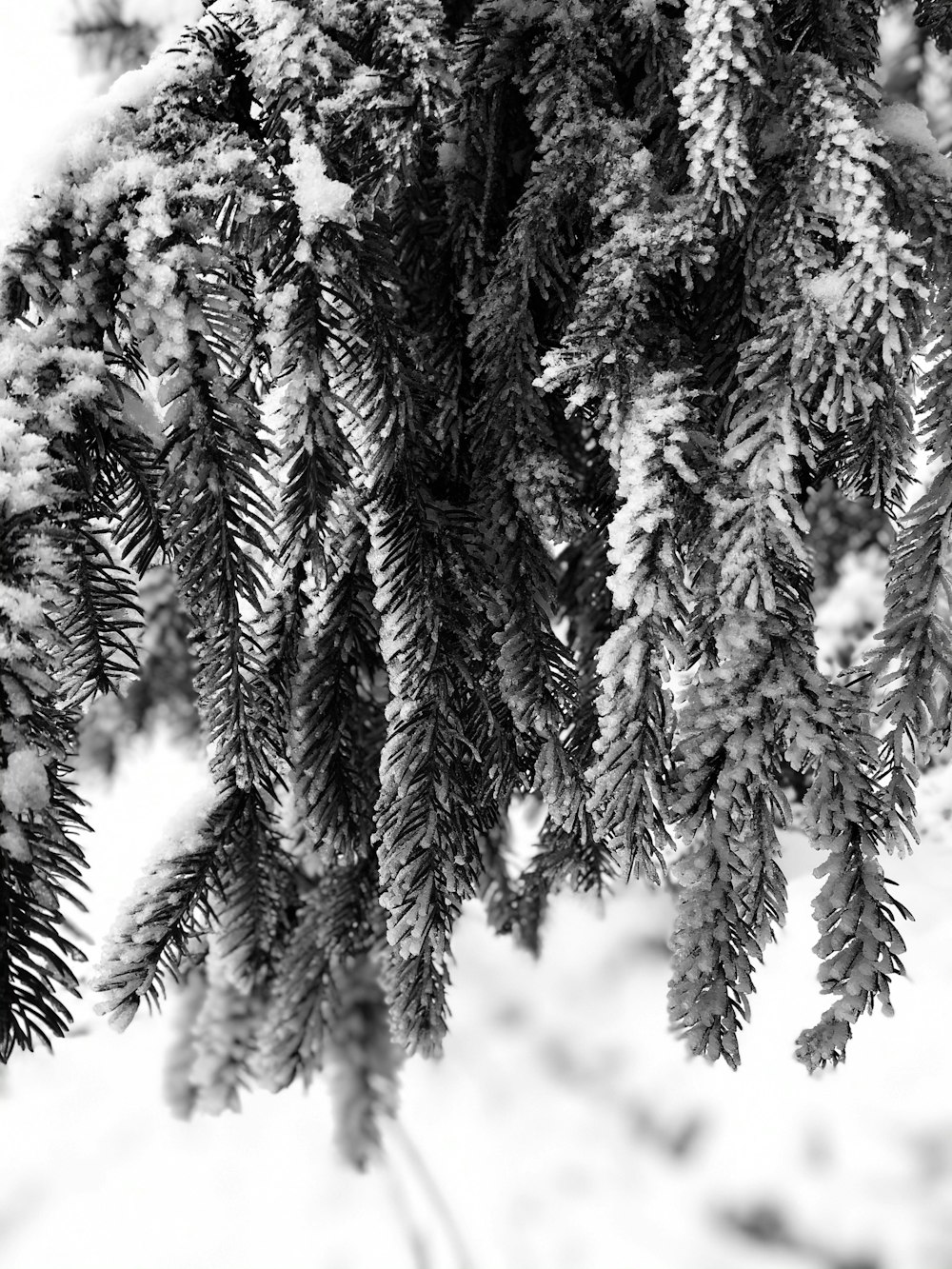 a black and white photo of snow covered branches