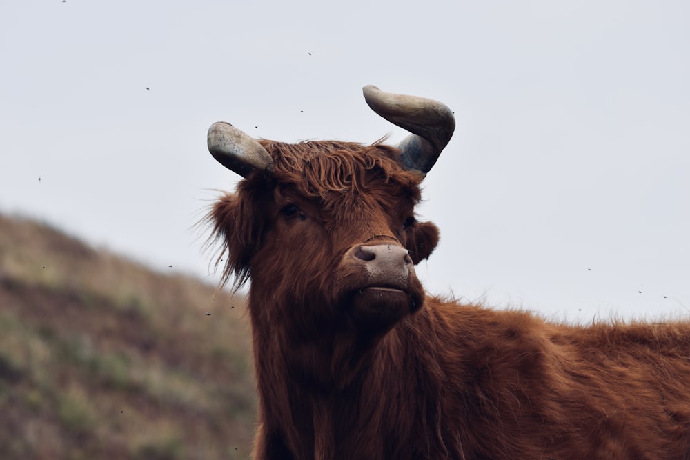 a brown cow with horns standing on a hill
