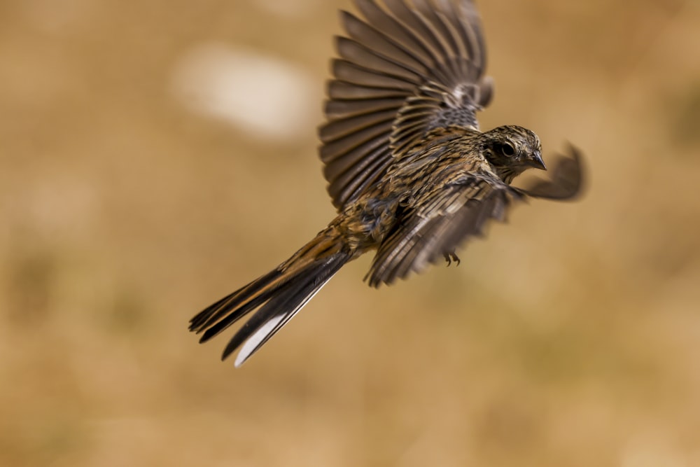 a small bird is flying in the air