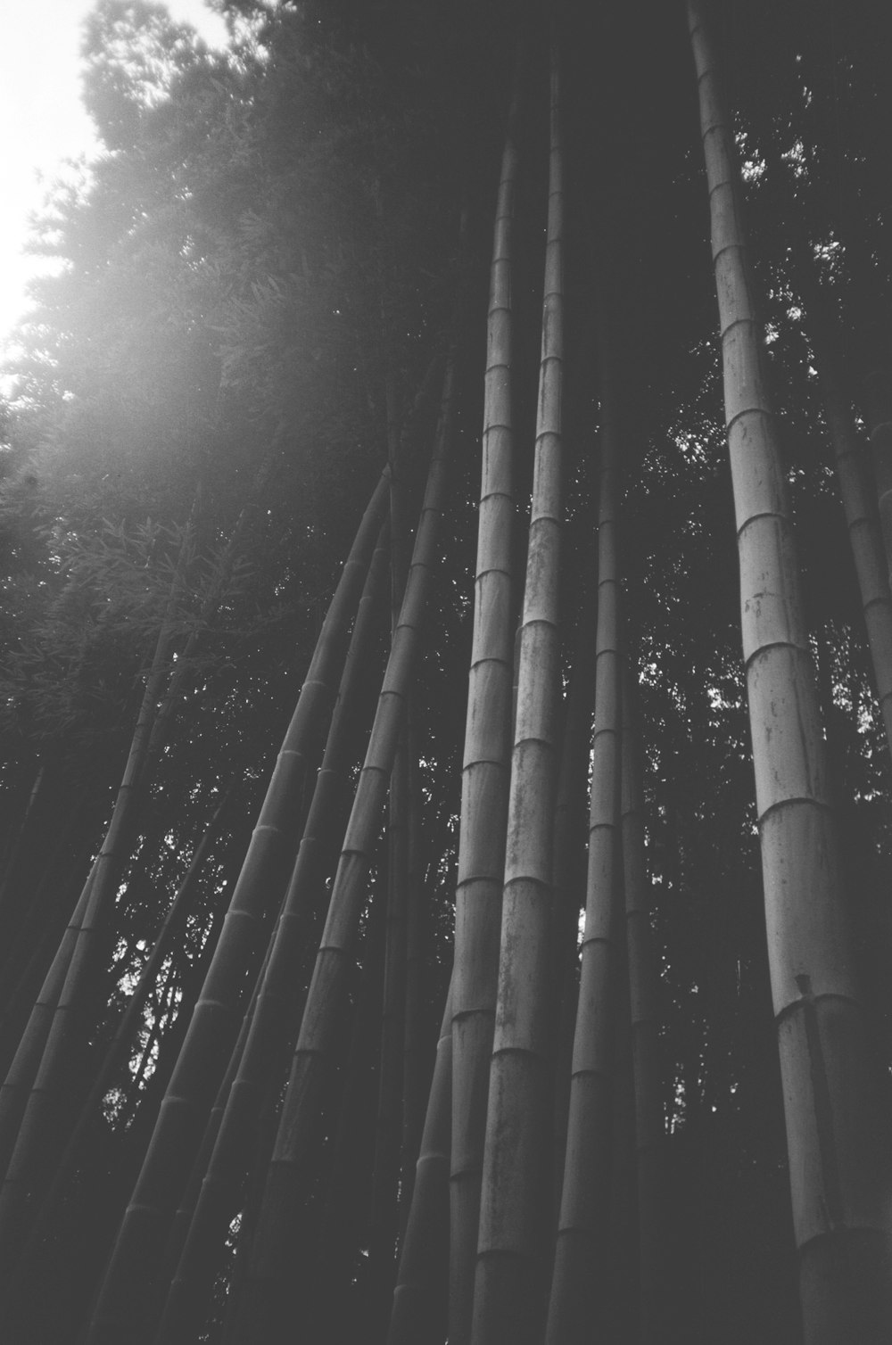 a group of tall bamboo trees in a forest