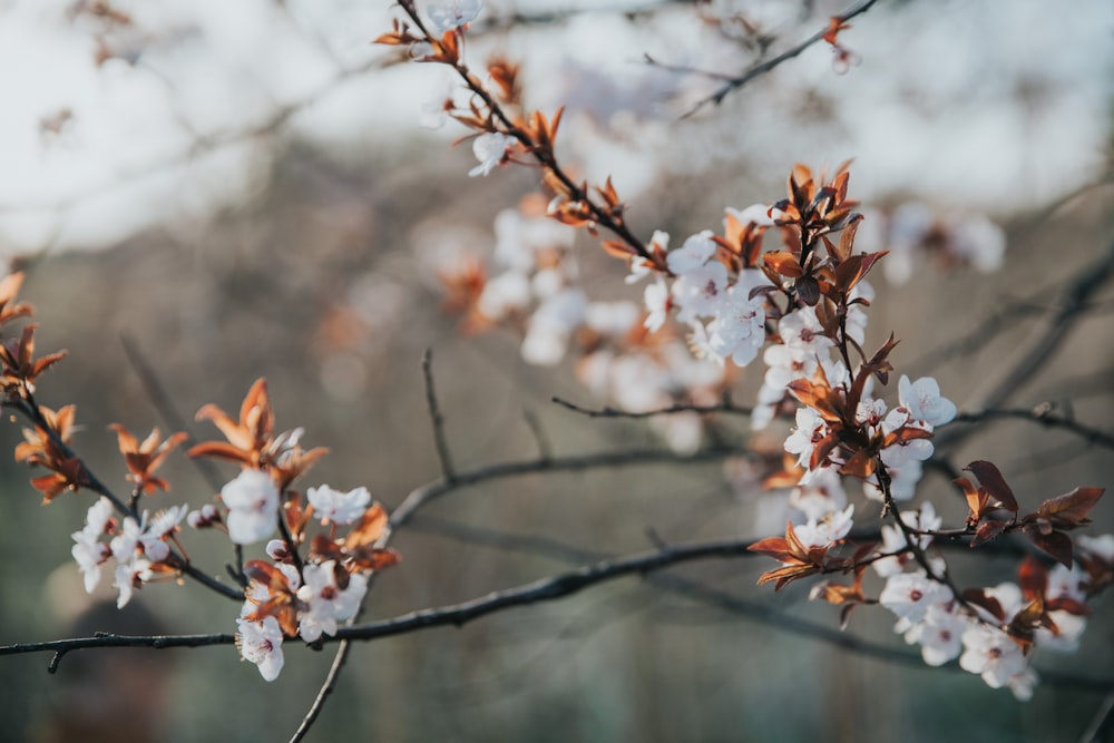 a close up of a tree with white flowers