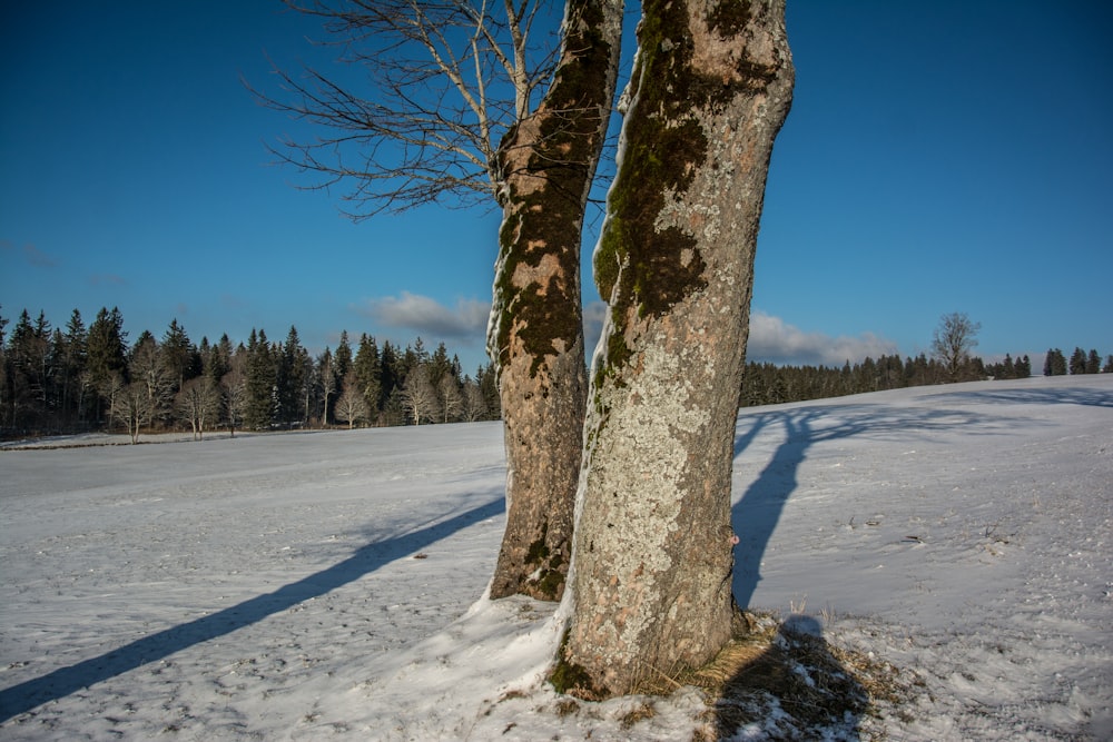 quelques arbres qui sont debout dans la neige