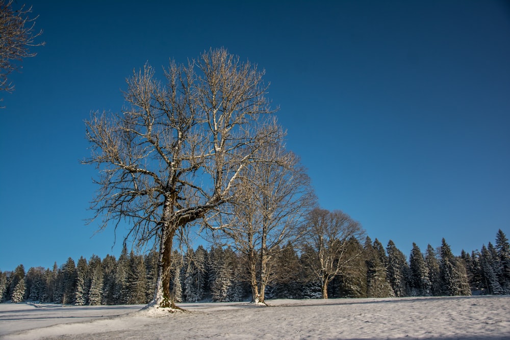 Un champ enneigé avec des arbres et un ciel bleu